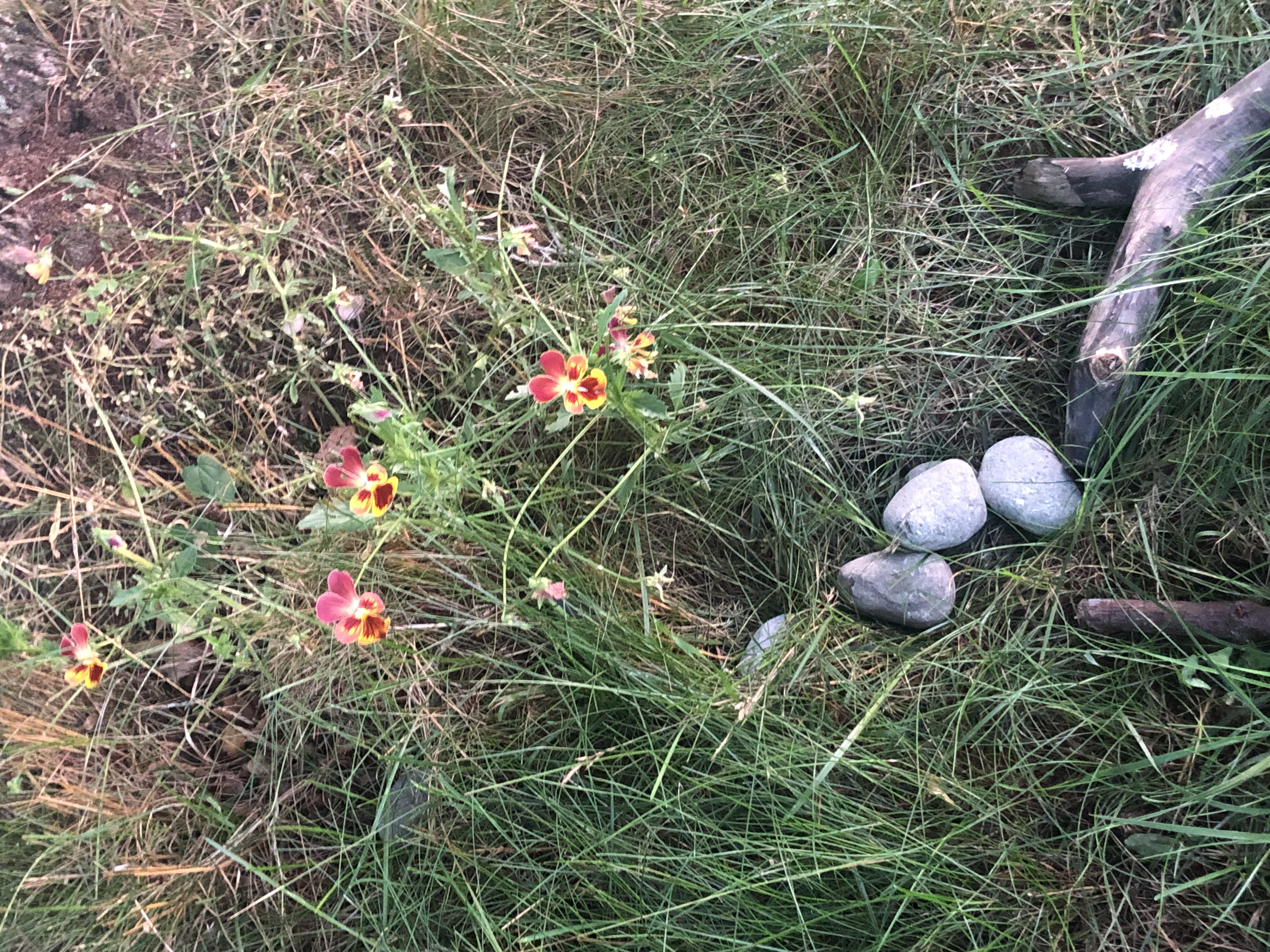 Pansies and stones