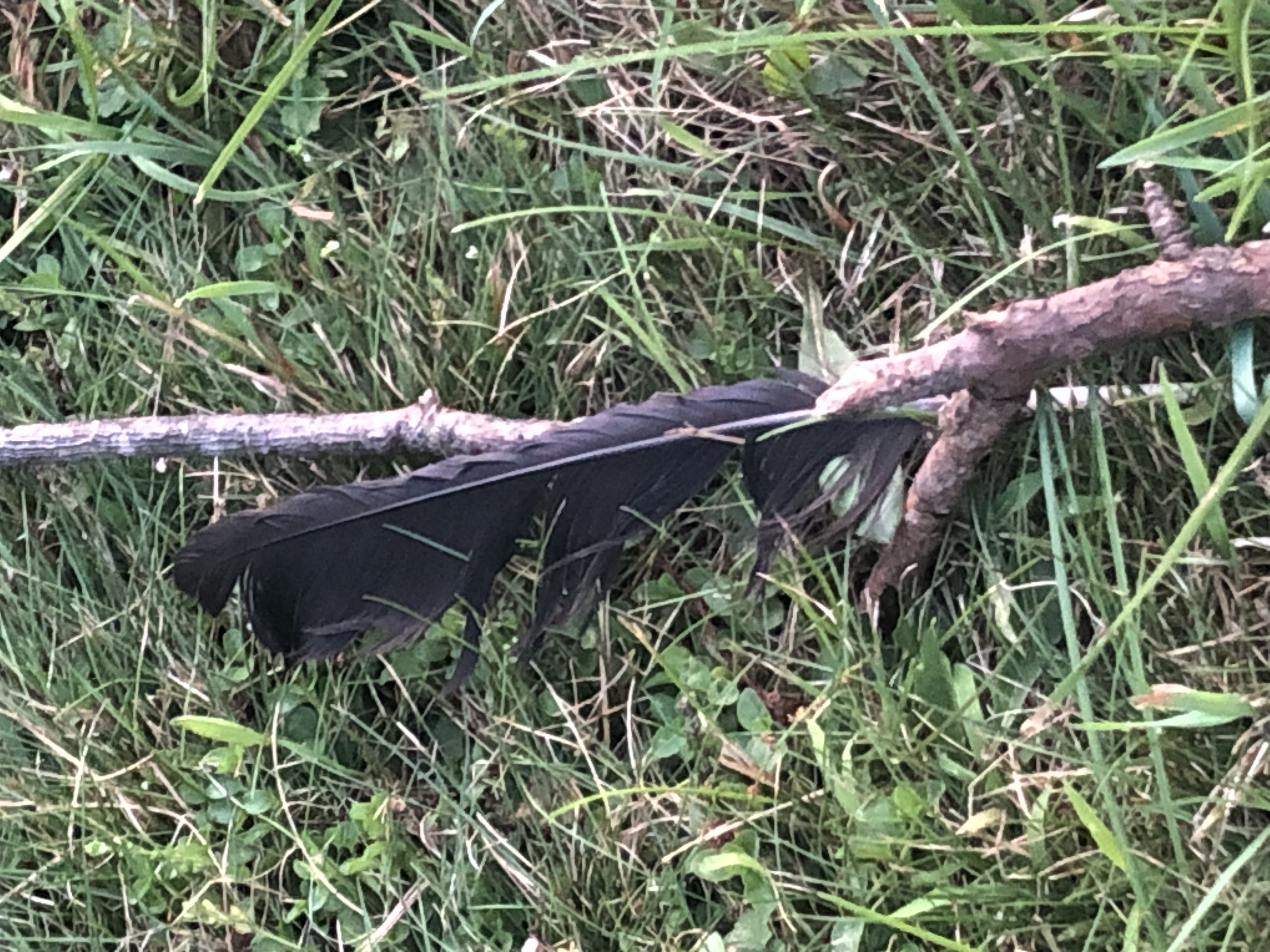 Feather on stick