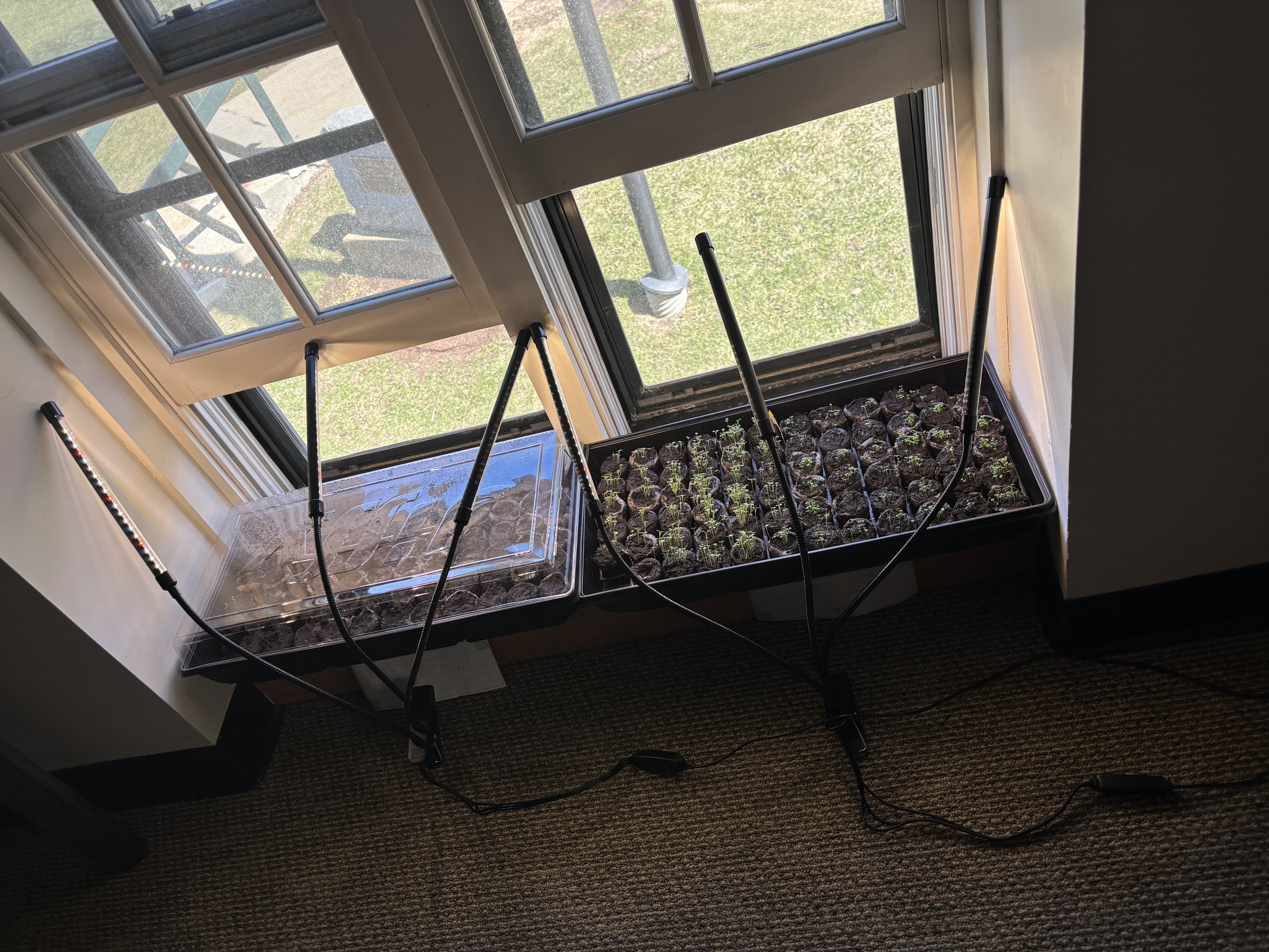 Gumbo plant ARG