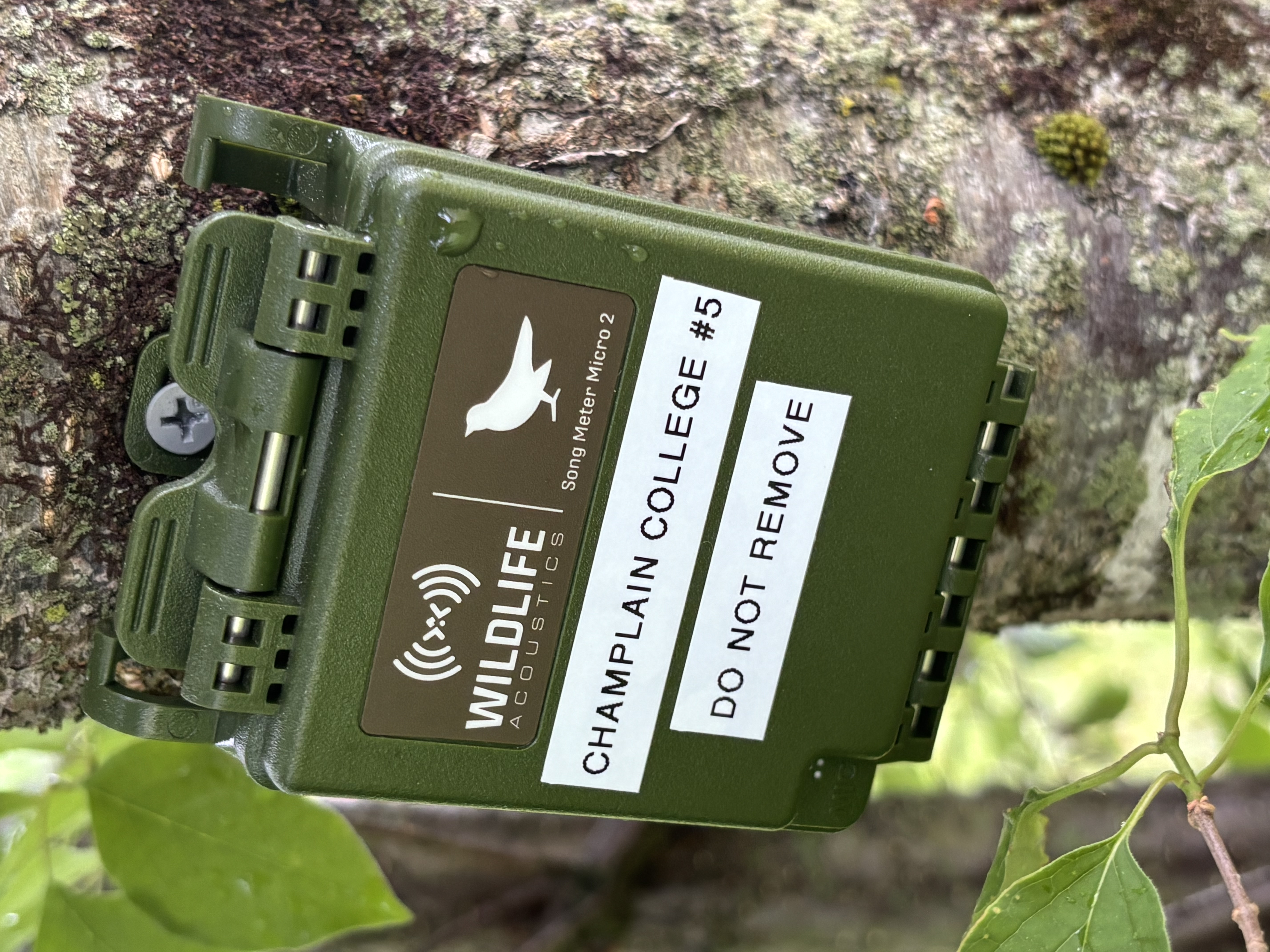 Wildlife Acoustics recorder on tree